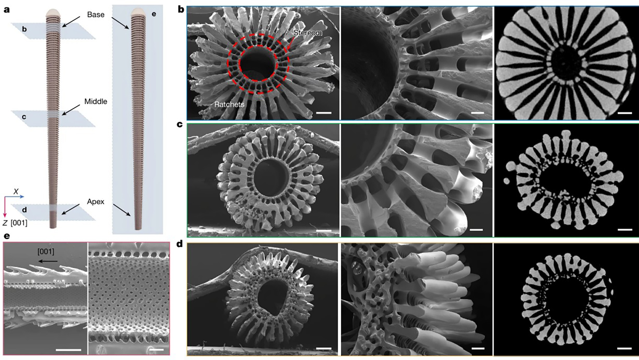 When a seawater droplet strikes the tip of a sea urchin spine, the spine rotates rapidly. Electrical measurements revealed that the droplet simulation produced a voltage of about 100 millivolts inside the spine.