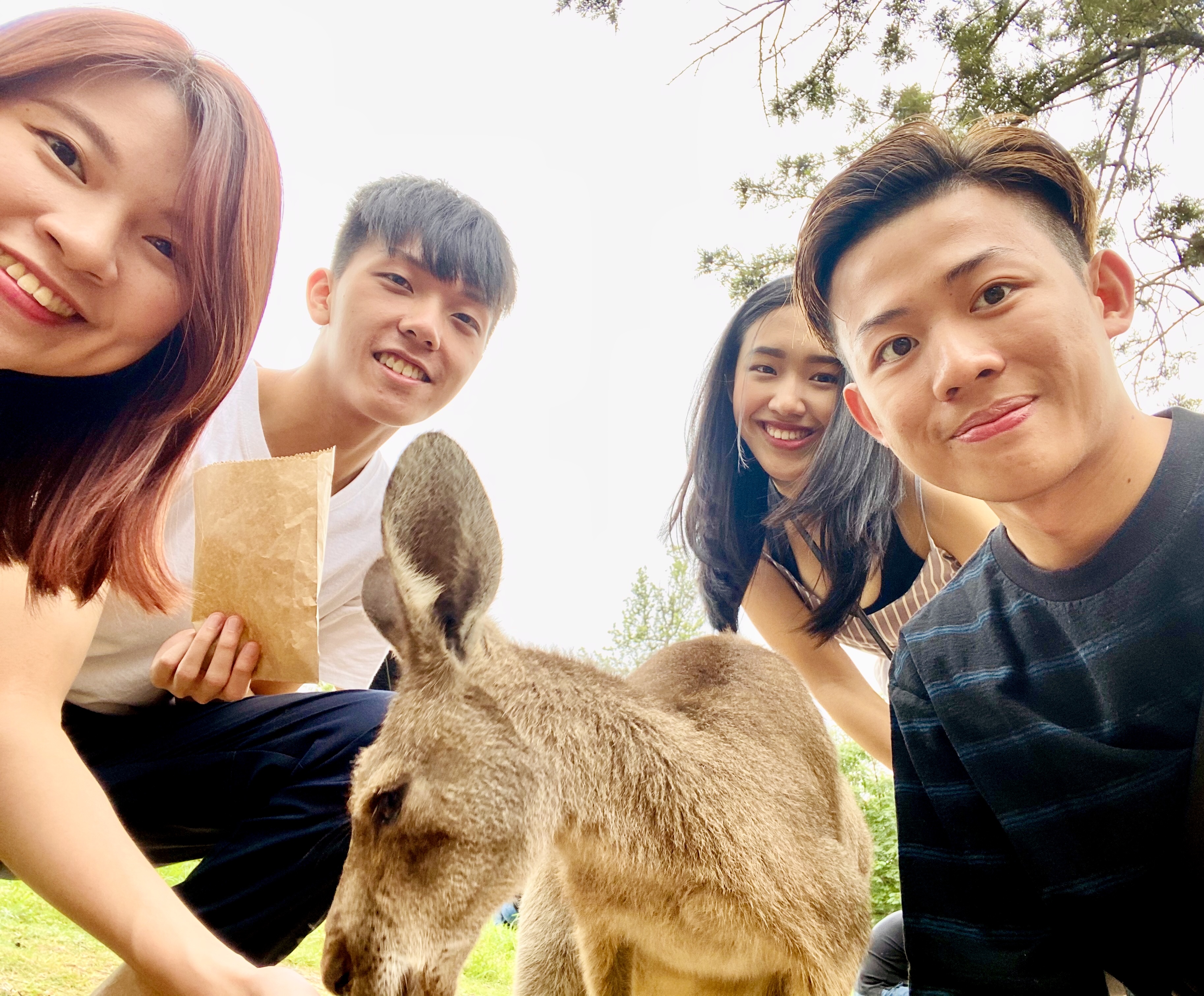 Feeding a kangaroo with friends
