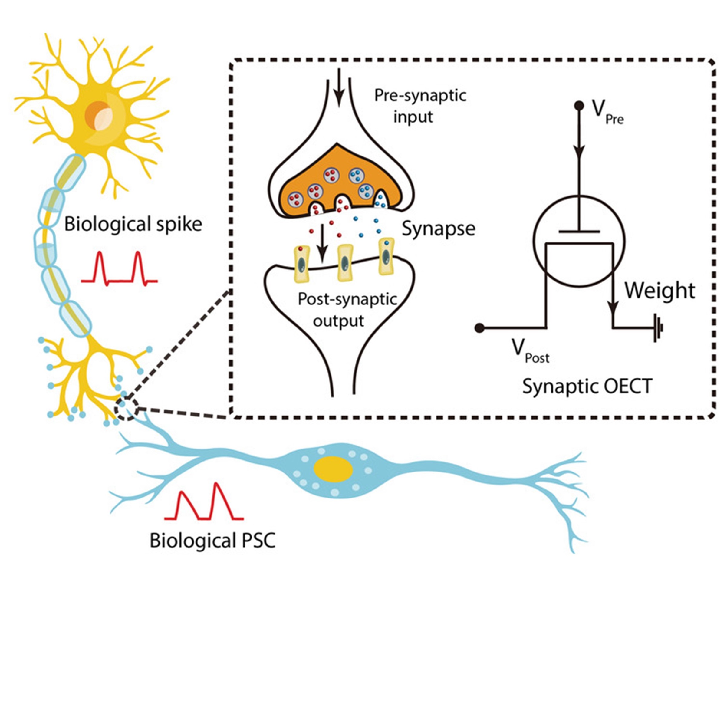 Bioinspired Electronics