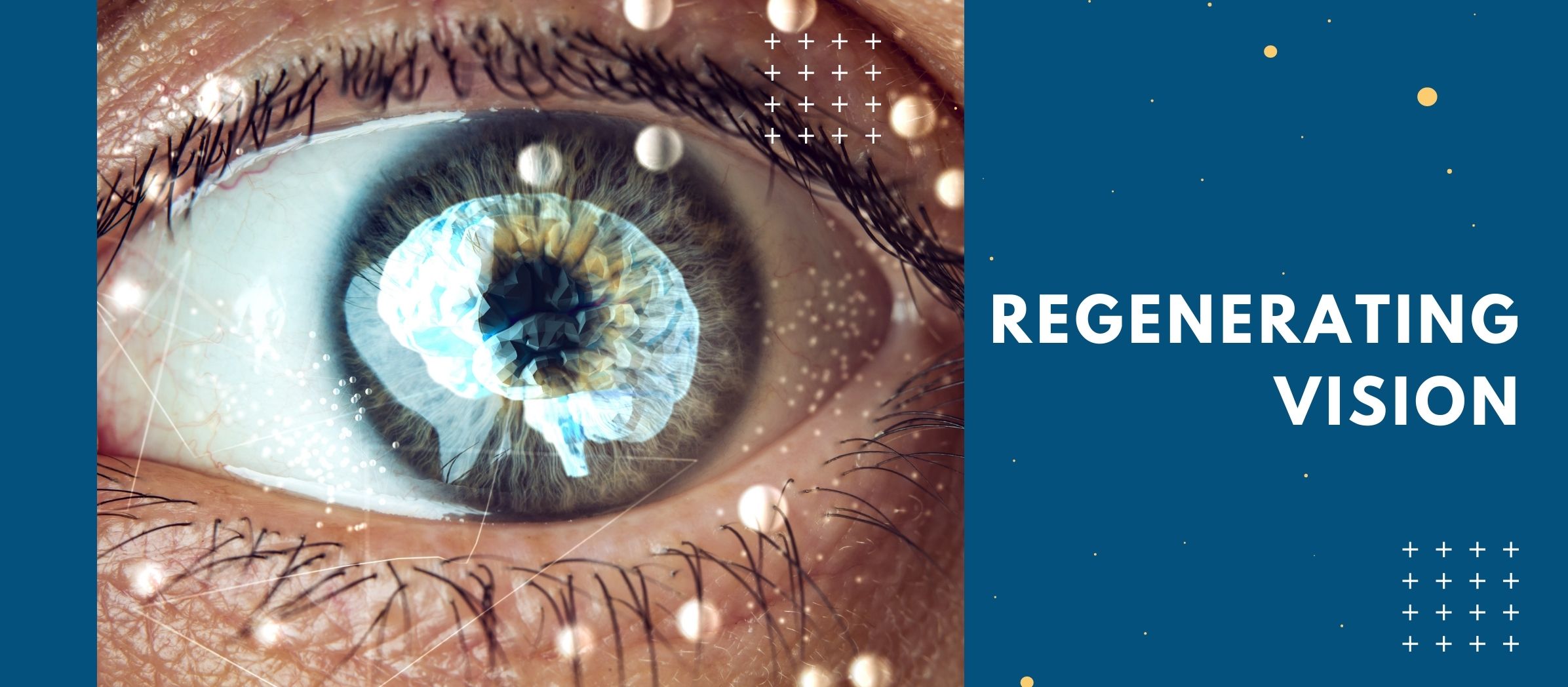 Regenerating Vision 