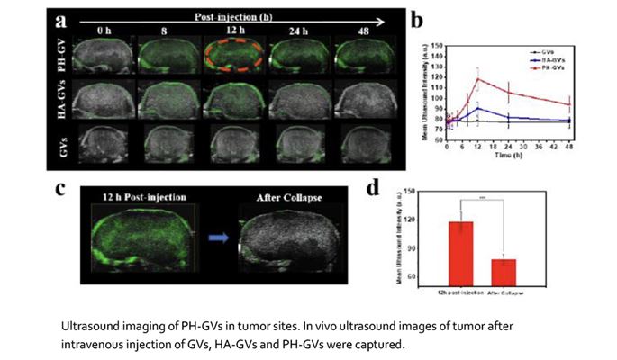 Development of Ultrasound-Responsive Biogenic Gas Vesicles