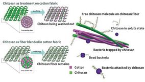 chiton