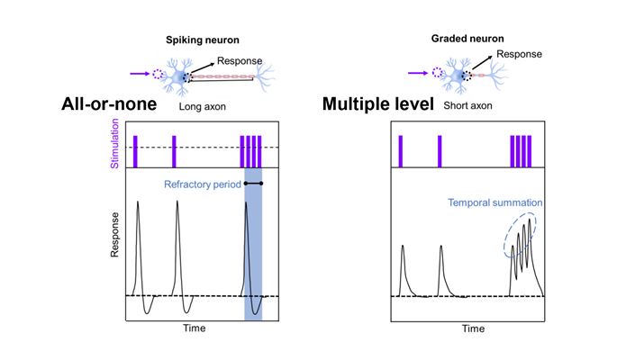 20230517---PolyU-researchers-develop-optoelectronic-graded-neurons-for-perceiving-dynamic-motion