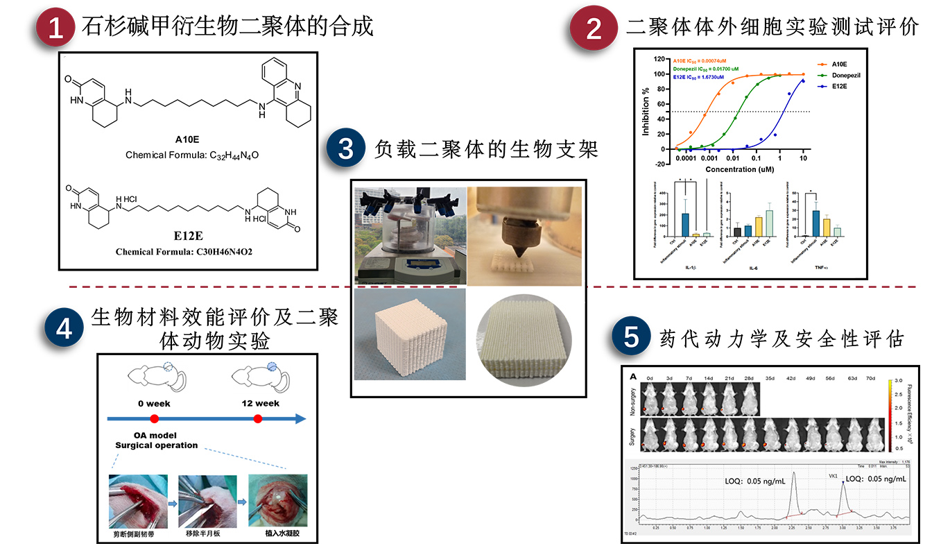 2_Chinese Herb Huperzine A-derived Dimers for Osteochondral Repair
