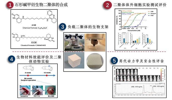 2_Chinese Herb Huperzine A-derived Dimers for Osteochondral Repair