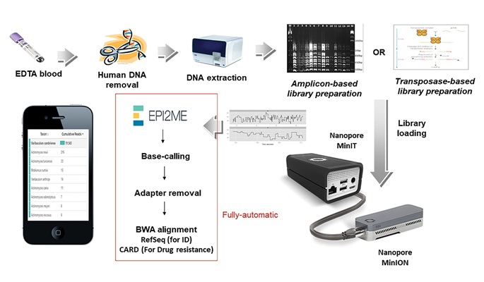 9_A portable nanopore sequencing-based assay for rapid diagnosis of bloodstream infection