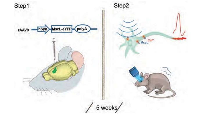 Non-Invasive Selective Neural or Cellular Stimulation by Ultrasound