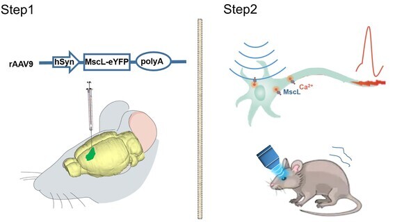 Non-Invasive Selective Neural or