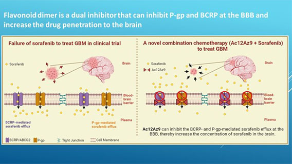 Novel glioblastoma treatment a novel dual PgpBCRP inhibitor_thumbnail