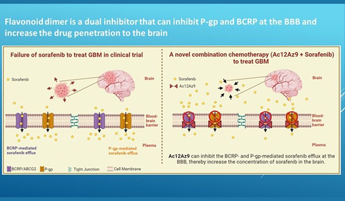 Novel glioblastoma treatment a novel dual PgpBCRP inhibitor can increase brain penetration of cancer