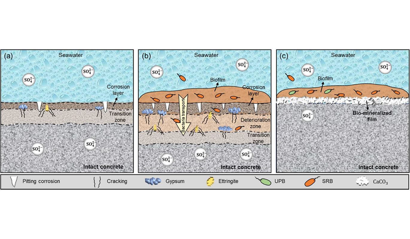 Biomineralization as a sustainable strategy against microbial corrosion
