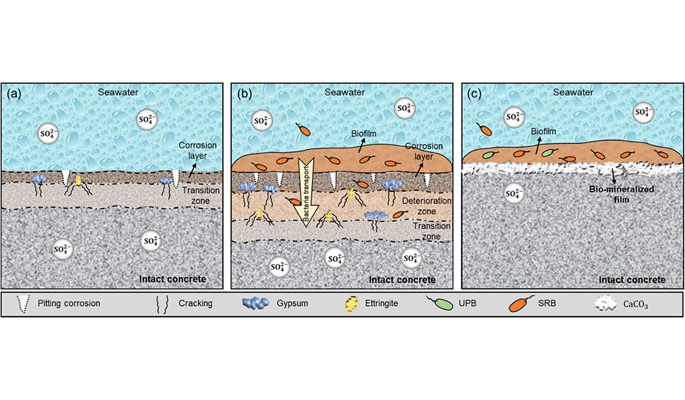 Biomineralization as a sustainable strategy against microbial corrosion