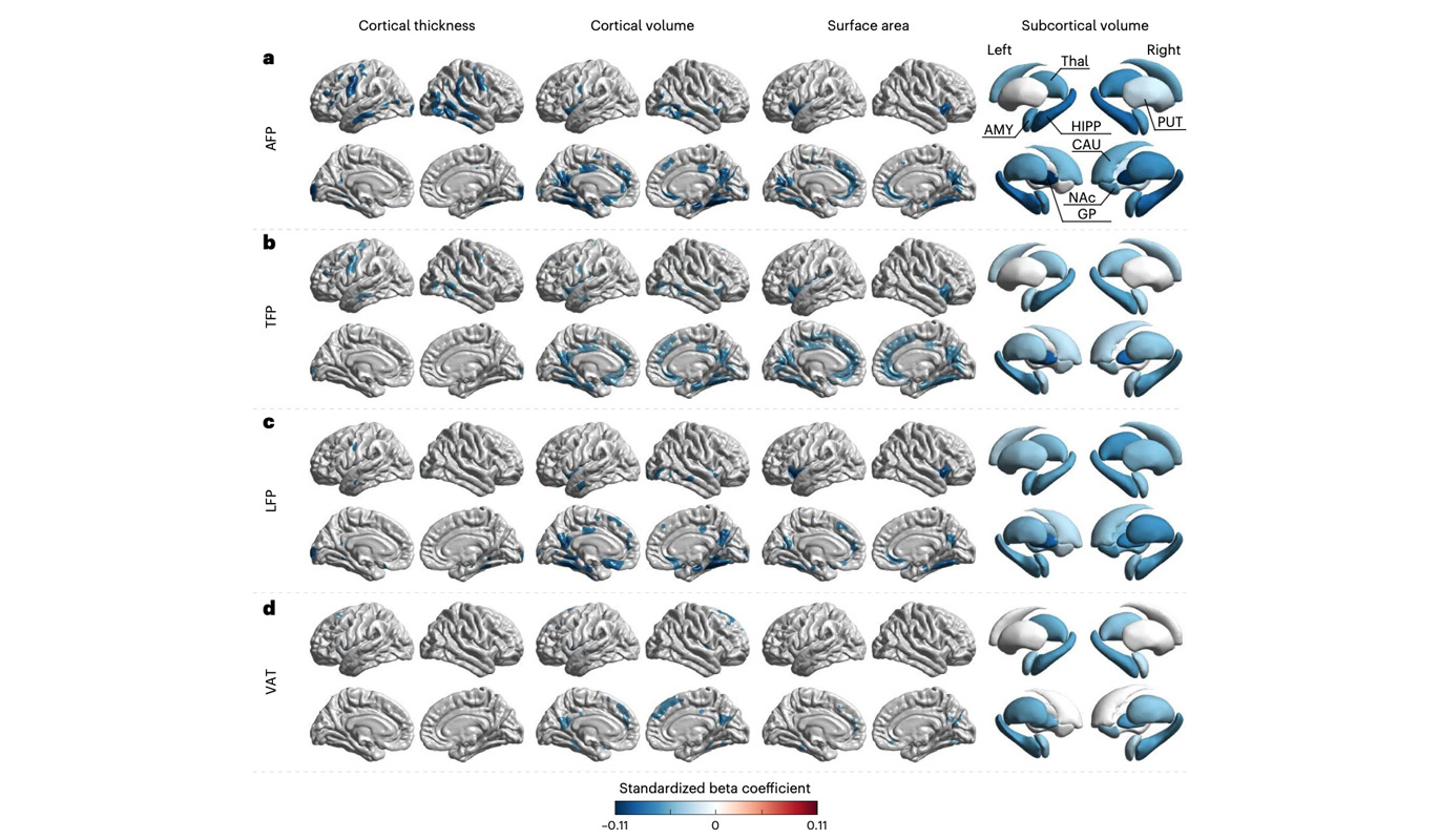 Fat distribution is key to brain health