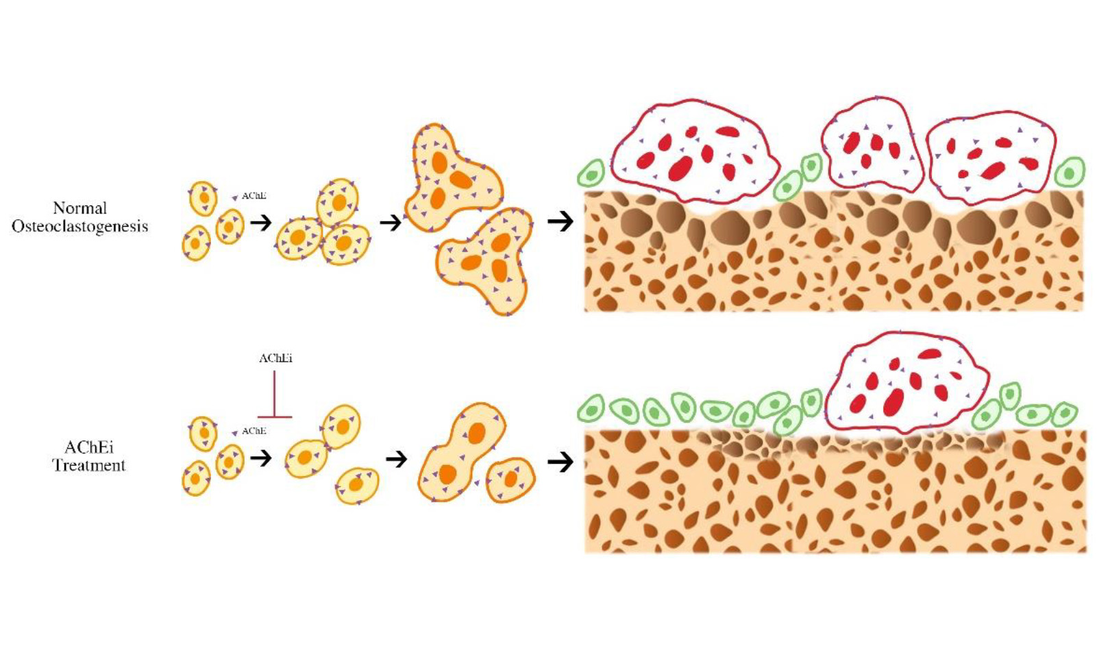 AChEIs for osteoporosis treatment_L