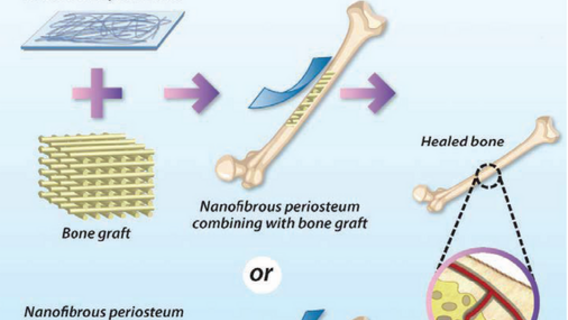 BIOMIMICKING PHOTOCROSSLINKABLE