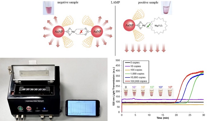 PEG Carboxyl Modified Gold Nanoparticles for Point of Care Nucleic Acid Detection