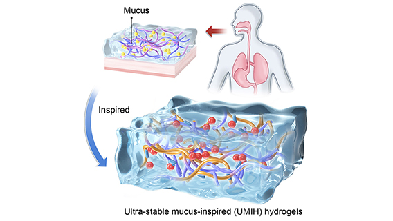 mucus-inspired hydrogel for strong acid resistance - Button