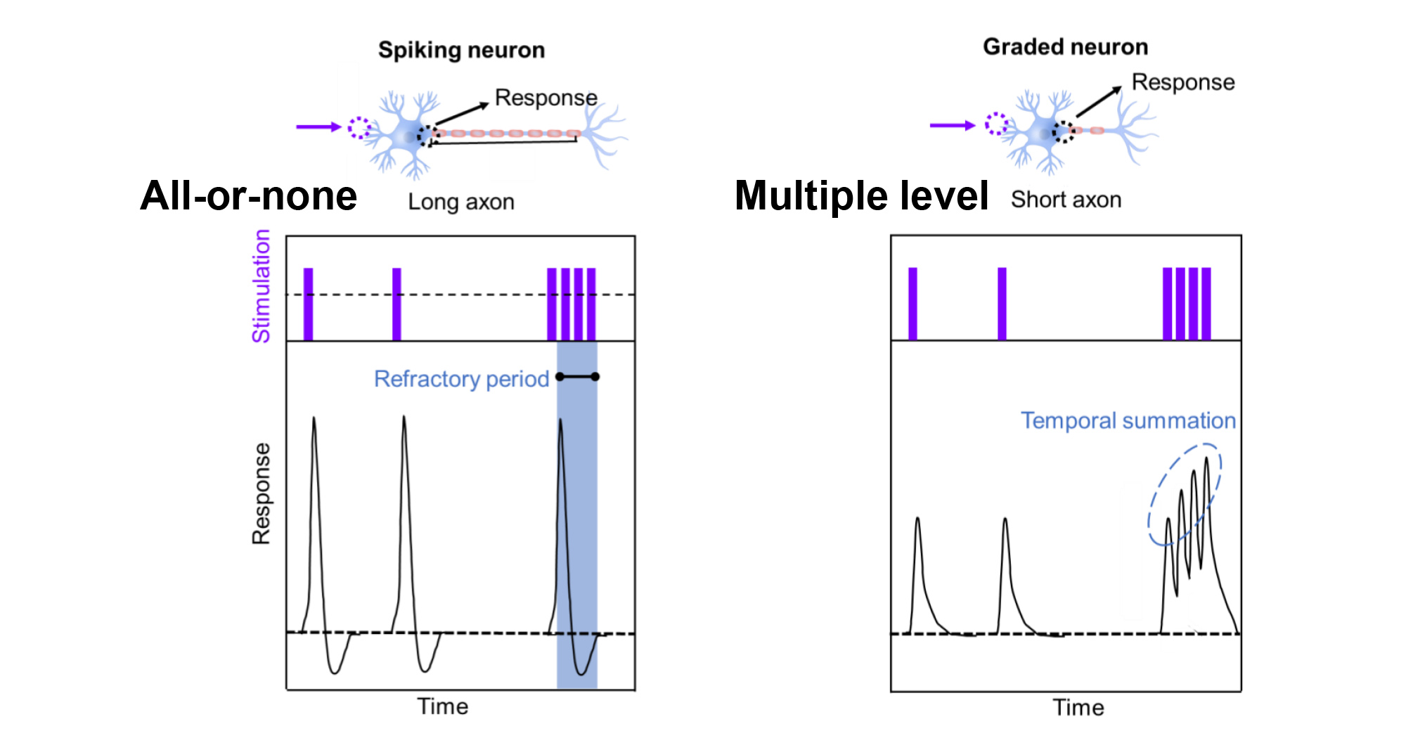 20230517---PolyU-researchers-develop-optoelectronic-graded-neurons-for-perceiving-dynamic-motion