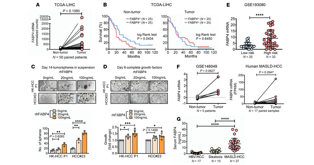 李建华教授及其研究团队发现，脂肪肝患者血清中FABP4浓度显著升高，证实其促进肝癌生长的关键作用。