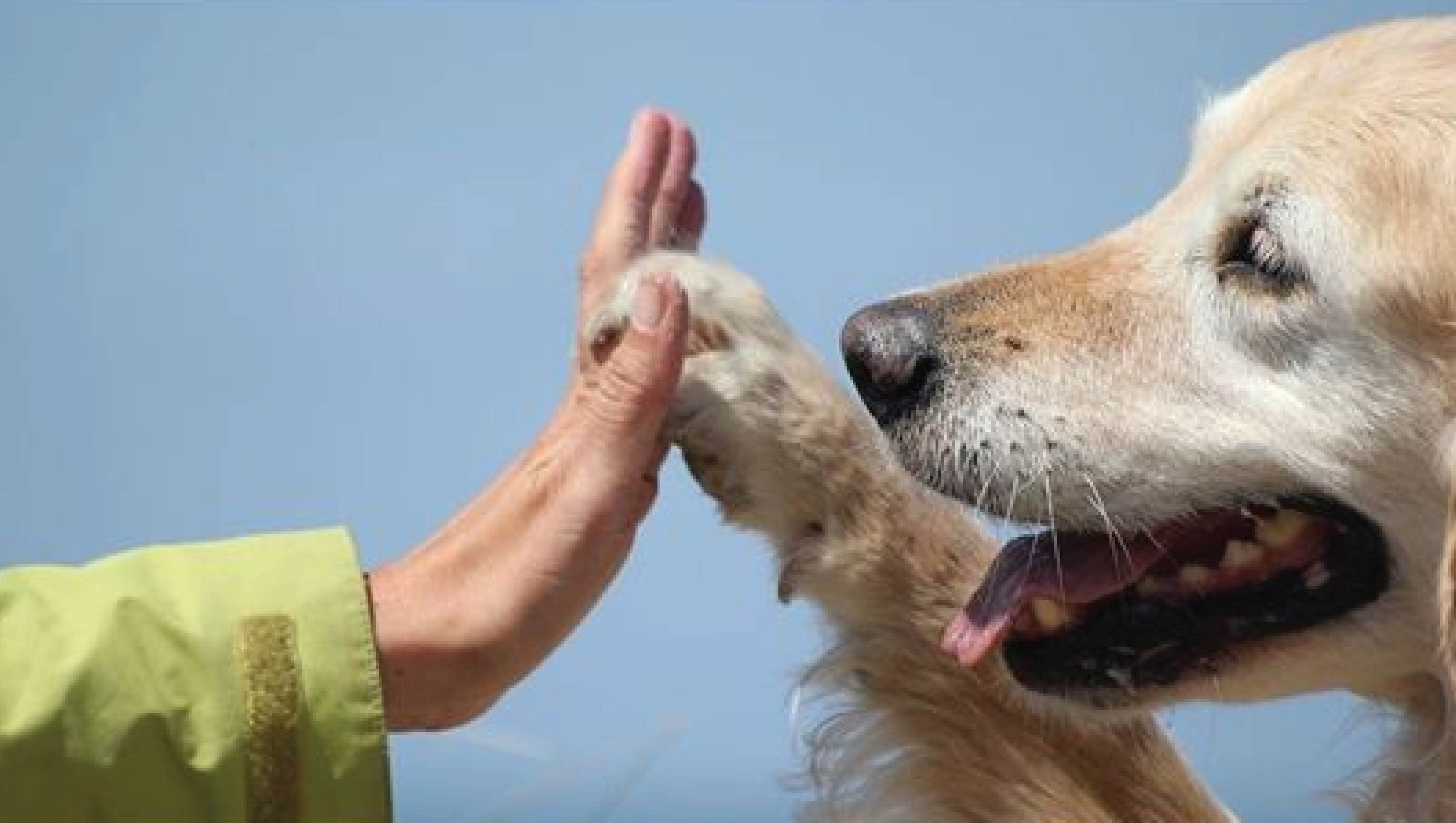 VE PP_animal assisted-therapy