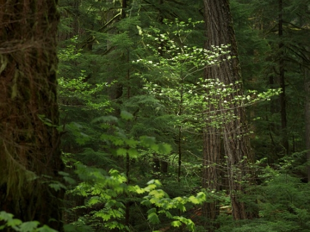 sample_img
