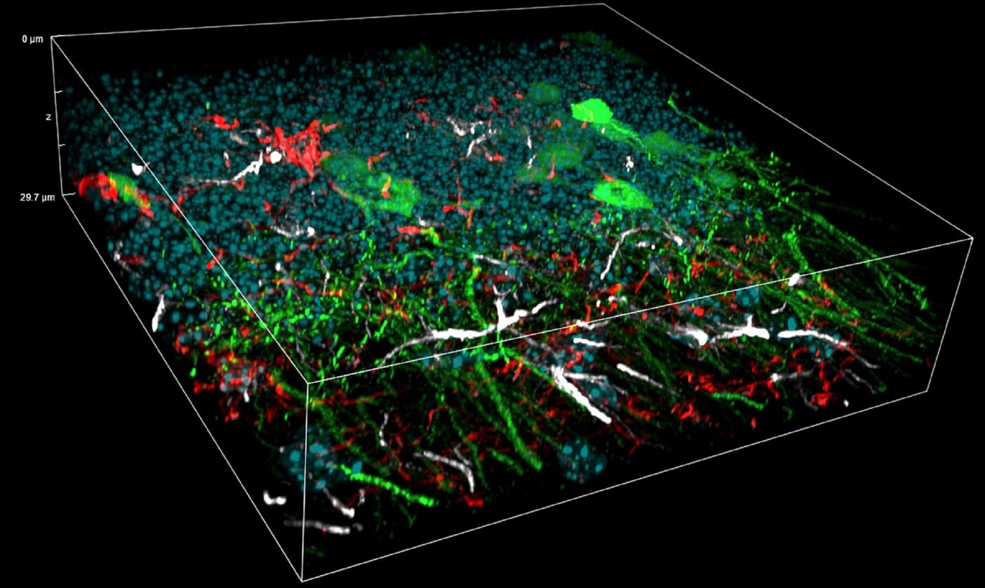 Super-resolved Fluorescence Microscopy